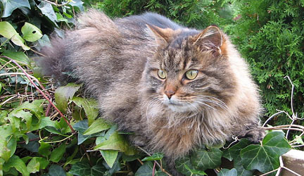 Kater Tabby